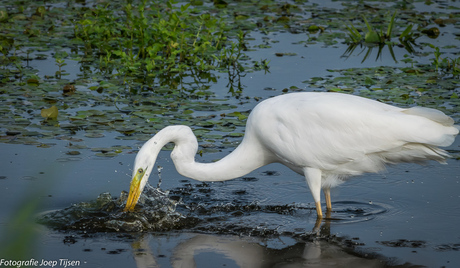 zilverreiger 4