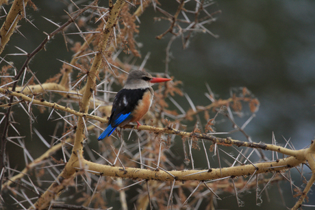 Ijsvogel