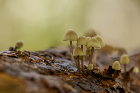 Herfst op landgoed Tongeren