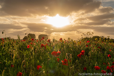 Poppies