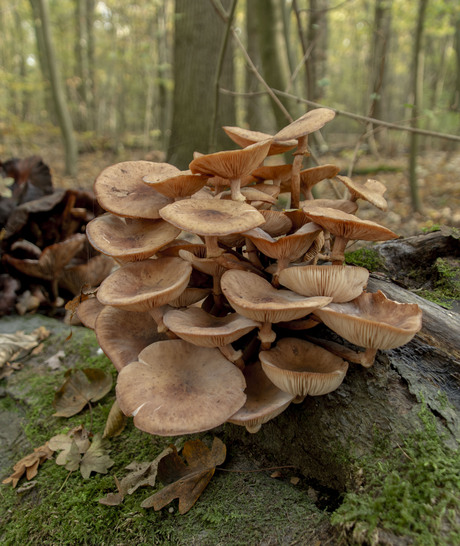 Paddenstoelen