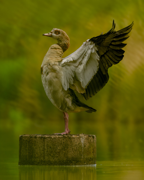 Strike a pose