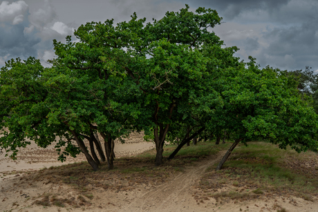 Duinen