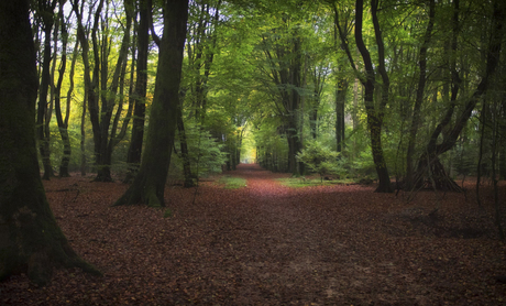 Herfst in Nederland