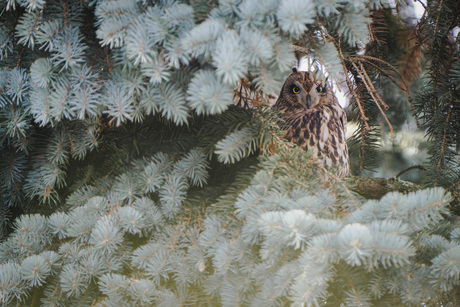 Velduil met identiteits-crisis