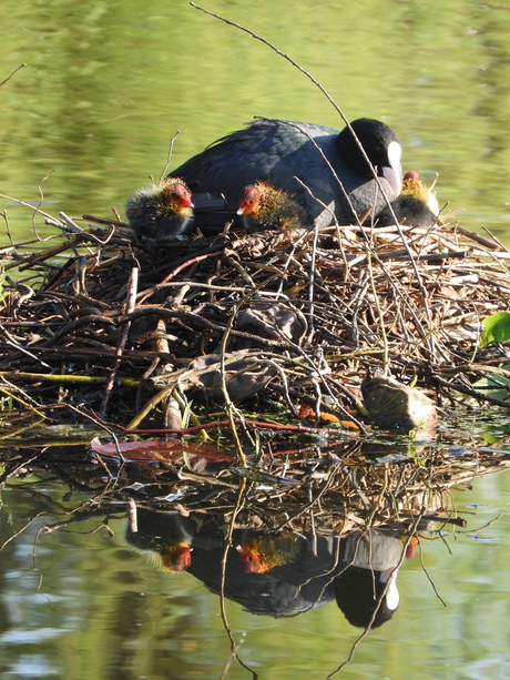 Meerkoet