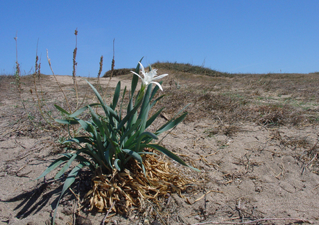 Bloem in woestenij