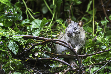 Natte Rat