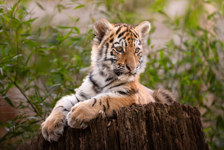 Kijk mij eens liggen