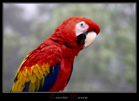 Scarlet Macaw