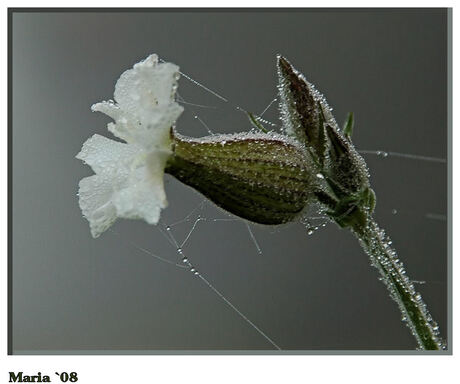 Avondkoekoeksbloem