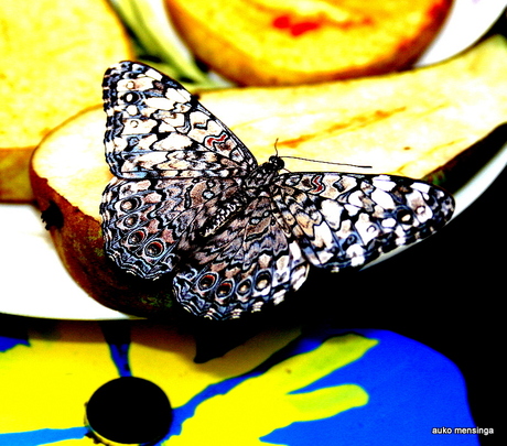 vlinder Hamadryas feronia