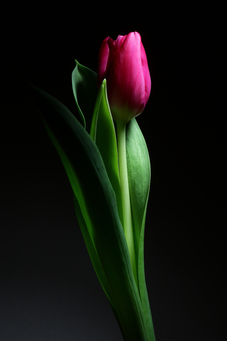 ...tulp..