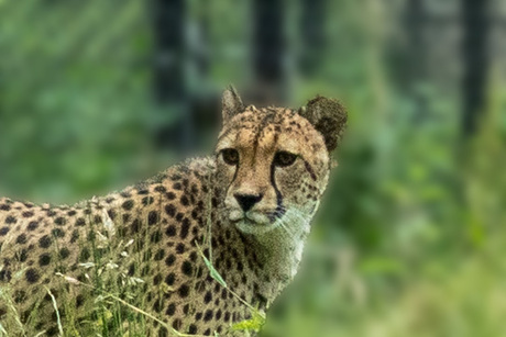 cheetah