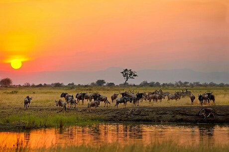 sunset tarangire