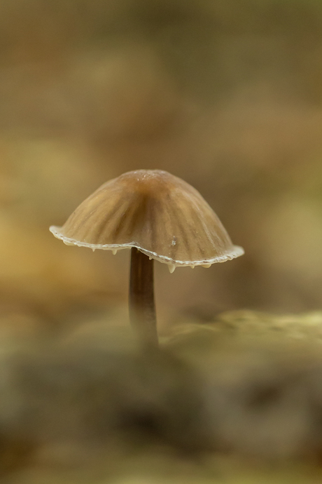 Valt bijna weg in de achtergrond