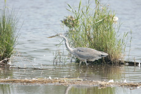 Reiger1