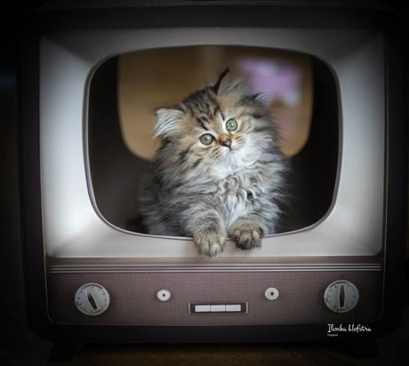 Molly ,s eerste zendtijd