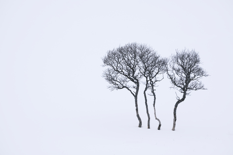 Bomen in het niets 