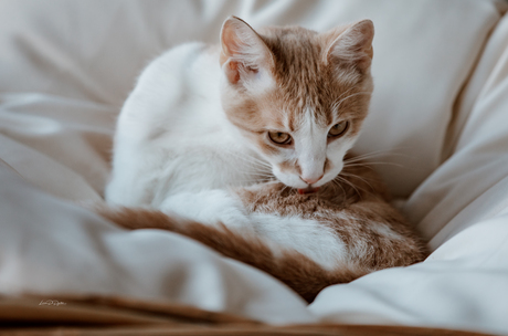 Mijn kleine roste kater Galileo