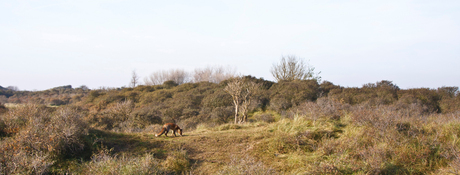 Vos in de duinen