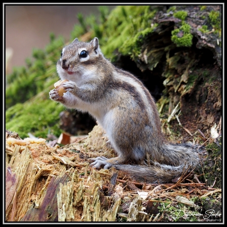 Little chipmunk