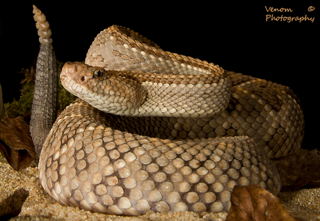 Crotalus unicolor