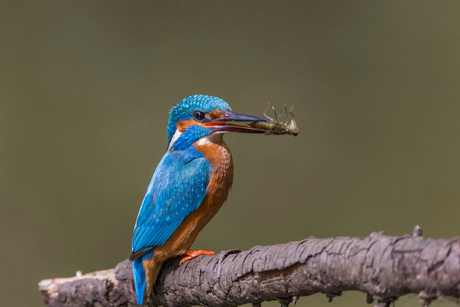 Ijsvogel met larve