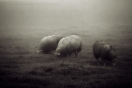 schapen in de mist