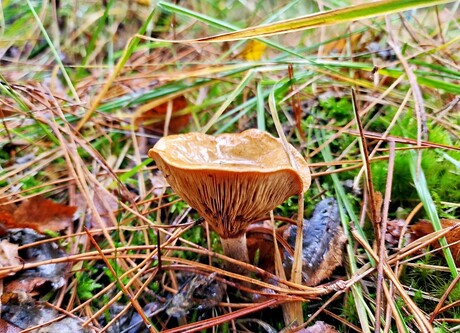 paddenstoel bruin