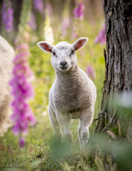 Lammetje 