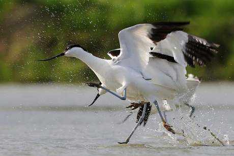 Waterwetloop (ergens in het noorden van Nederland)