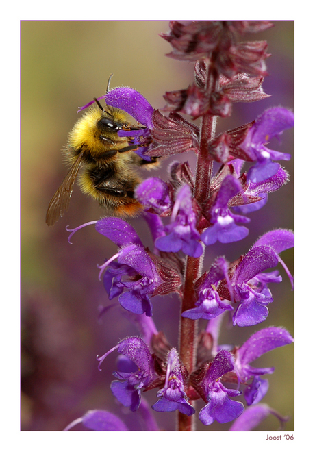 Salvia