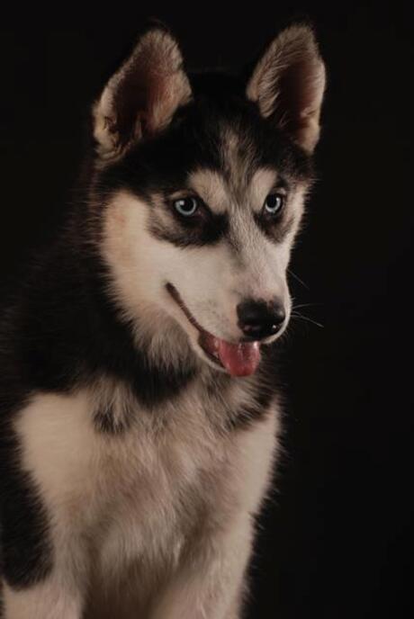 Jonge Husky