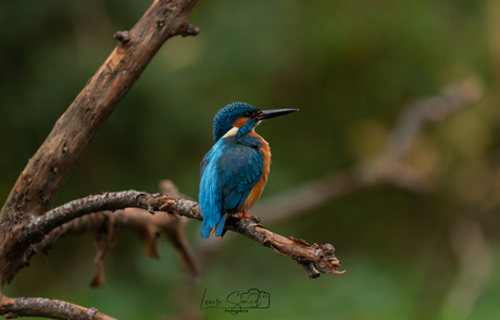 Ijsvogel