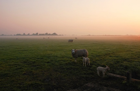 Vrouwvennepolder