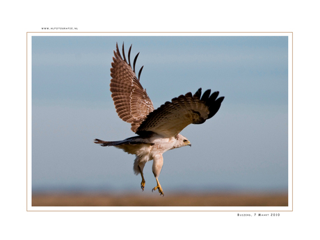 Buizerd