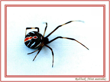Red back