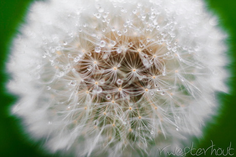 Een paardenbloem na de regen