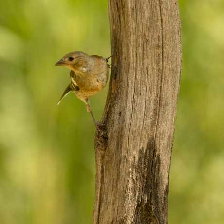 Vink 