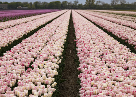 Tulpenveld