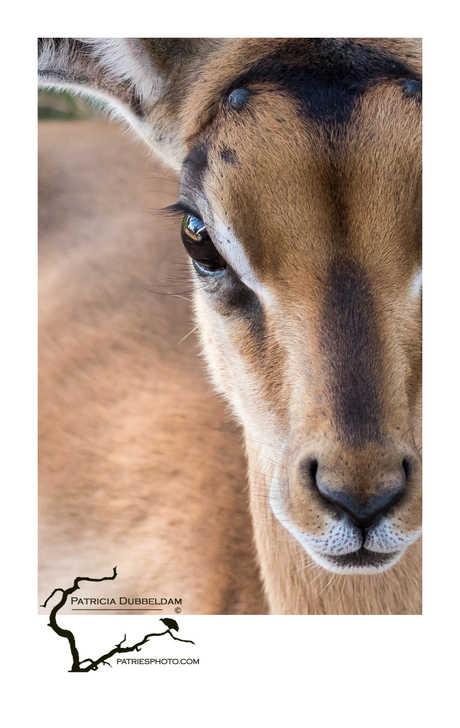 jonge impala