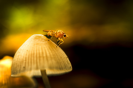 Herfst in het Spanderswoud