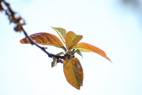 first leaves of spring