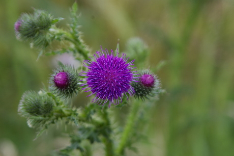 purplehead