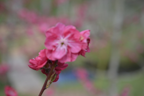 Asserbos, Assen, Nederland