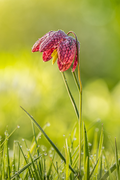 Kievitsbloemetje in de tuin.