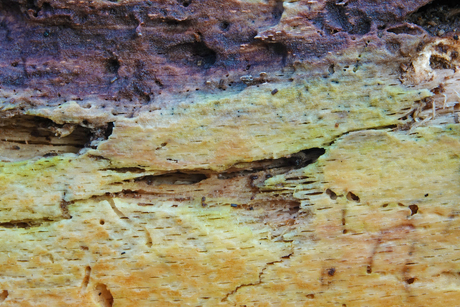 Dood beukenhout