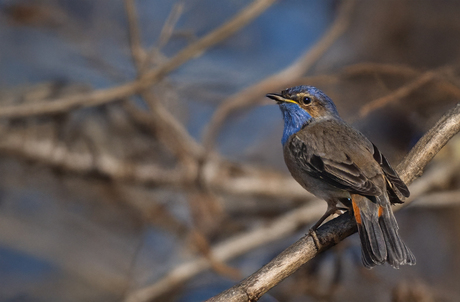 blauw....................