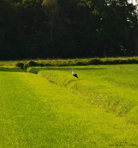 Ooievaar in  de weide